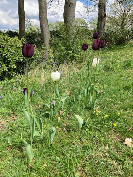 דירות צ'יפינג נורטון Cosy Retreat In The Heart Of The Cotswolds. מראה חיצוני תמונה
